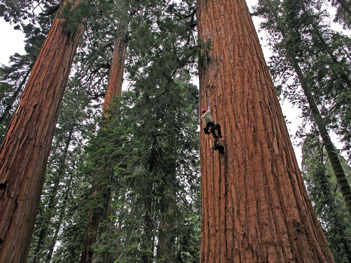 In The Studio: How Climate Change Affects The Earth&#39;s Most Massive Trees | Valley Public Radio